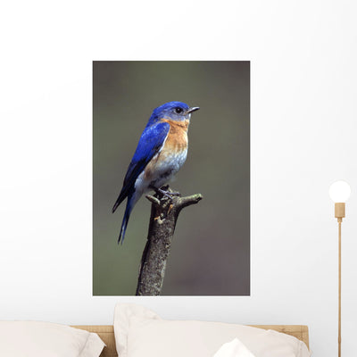 Eastern Bluebird Wall Mural shown on a wall