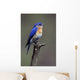 Eastern Bluebird Wall Mural