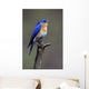 Eastern Bluebird Wall Mural