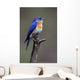 Eastern Bluebird Wall Mural