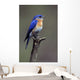 Eastern Bluebird Wall Mural