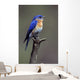 Eastern Bluebird Wall Mural