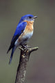 Eastern Bluebird Wall Mural