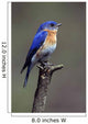 Eastern Bluebird Wall Mural