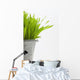 Green Grass In A Pot Wall Mural