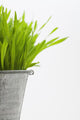 Green Grass In A Pot Wall Mural