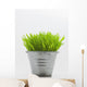 Green Grass In Metal Planter Against White Background Wall Mural