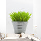 Green Grass In Metal Planter Against White Background Wall Mural