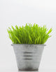 Green Grass In Metal Planter Against White Background Wall Mural