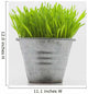 Green Grass In Metal Planter Against White Background Wall Mural