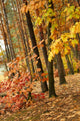 Autumn Park Wall Mural