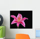 Pink Lily Against Black Background Wall Mural