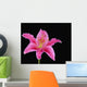 Pink Lily Against Black Background Wall Mural