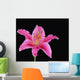 Pink Lily Against Black Background Wall Mural