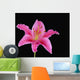 Pink Lily Against Black Background Wall Mural
