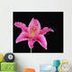 Pink Lily Against Black Background Wall Mural