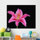 Pink Lily Against Black Background Wall Mural
