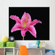 Pink Lily Against Black Background Wall Mural
