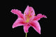 Pink Lily Against Black Background Wall Mural