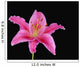 Pink Lily Against Black Background Wall Mural
