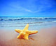 Starfish Beach Wall Decal