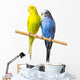 Budgerigar Perch Wall Decal