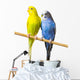 Budgerigar Perch Wall Decal