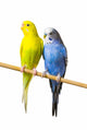 Budgerigar Perch Wall Decal