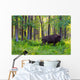 Single Bison Wall Mural