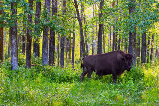 Single Bison Wall Mural