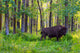 Single Bison Wall Mural
