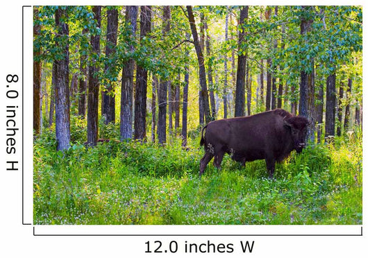 Single Bison Wall Mural