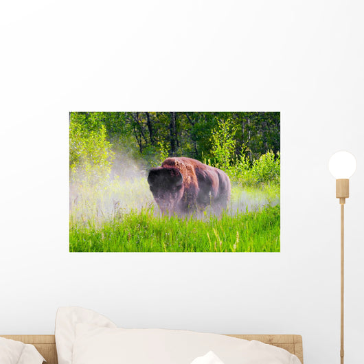 Bison Pawing The Dirt Wall Mural