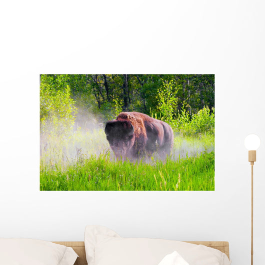 Bison Pawing The Dirt Wall Mural