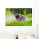 Bison Pawing The Dirt Wall Mural