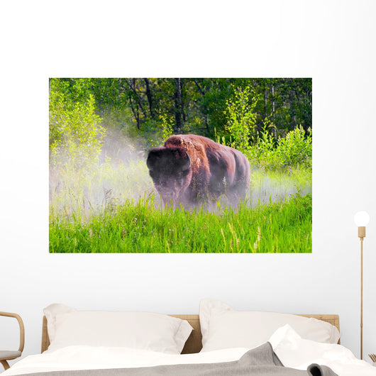 Bison Pawing The Dirt Wall Mural
