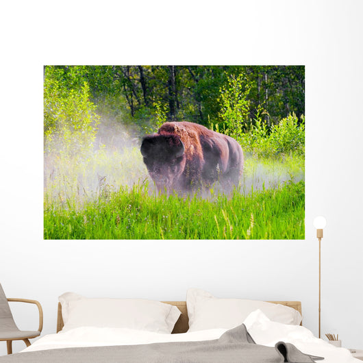Bison Pawing The Dirt Wall Mural