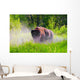 Bison Pawing The Dirt Wall Mural