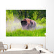 Bison Pawing The Dirt Wall Mural