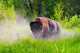 Bison Pawing The Dirt Wall Mural