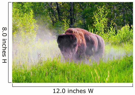 Bison Pawing The Dirt Wall Mural