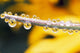 Yellow Flowers Reflected In Dew Drops Wall Mural