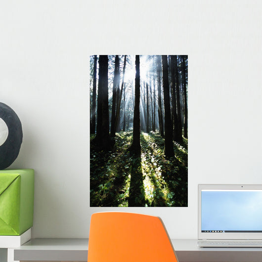 Sunshine Through Fog And Trees Wall Mural