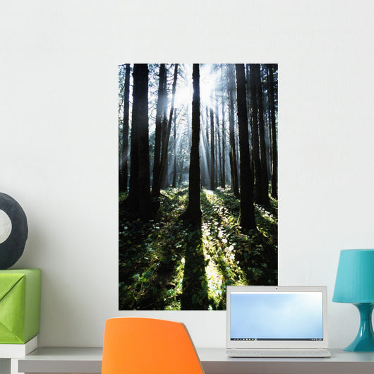 Sunshine Through Fog And Trees Wall Mural