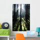 Sunshine Through Fog And Trees Wall Mural