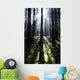 Sunshine Through Fog And Trees Wall Mural