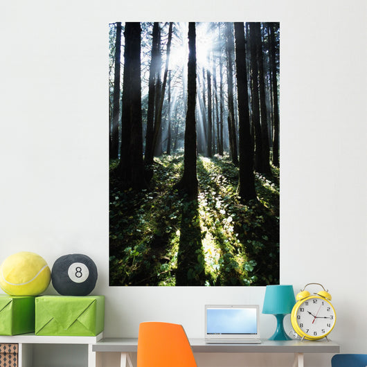 Sunshine Through Fog And Trees Wall Mural