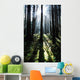 Sunshine Through Fog And Trees Wall Mural