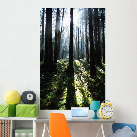 Sunshine Through Fog And Trees Wall Mural