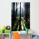 Sunshine Through Fog And Trees Wall Mural